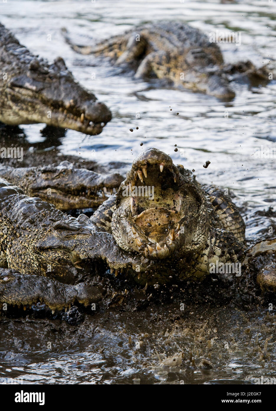 Le crocodile cubain saute de l'eau. Une photographie rare. Cuba. Angle inhabituel. Banque D'Images