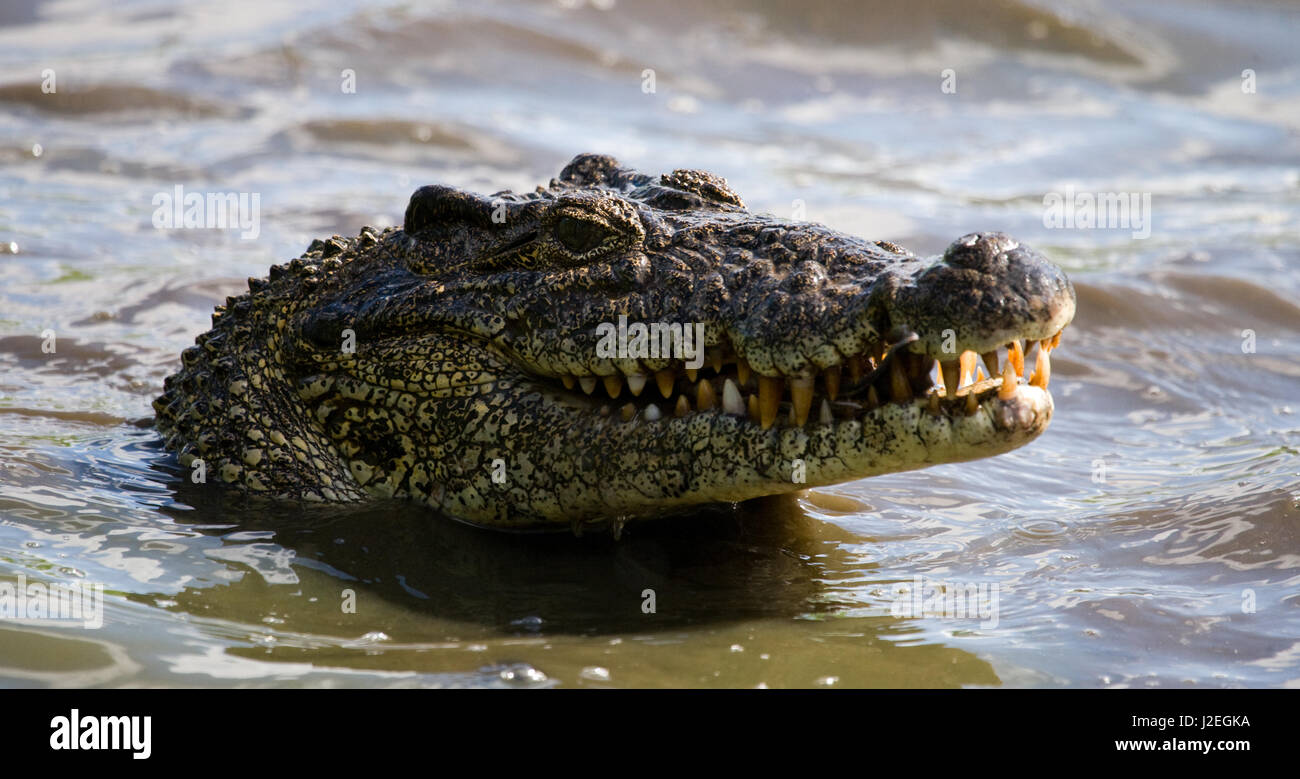 Le crocodile cubain saute de l'eau. Une photographie rare. Cuba. Angle inhabituel. Banque D'Images