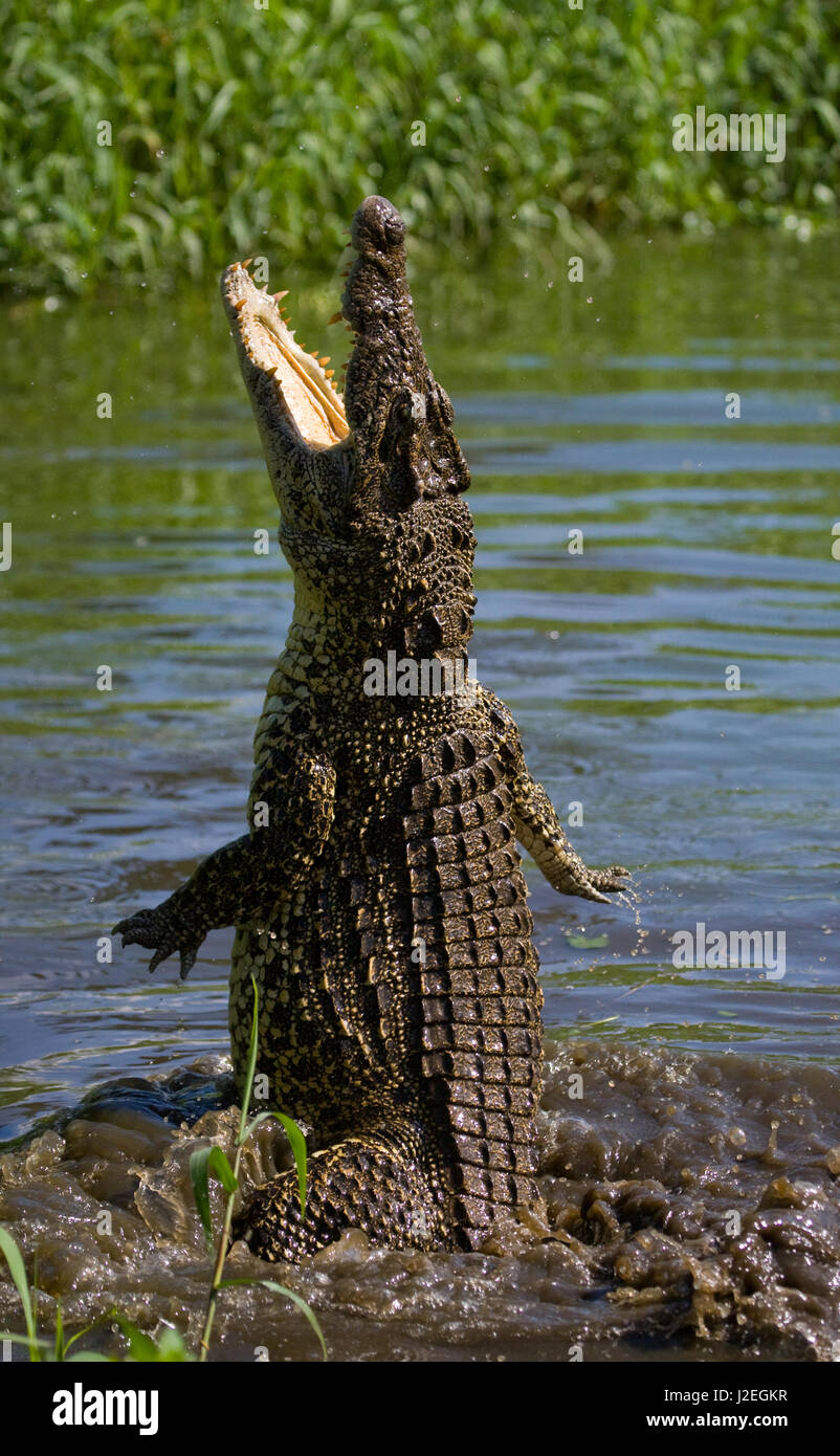 Le crocodile cubain saute de l'eau. Une photographie rare. Cuba. Angle inhabituel. Banque D'Images