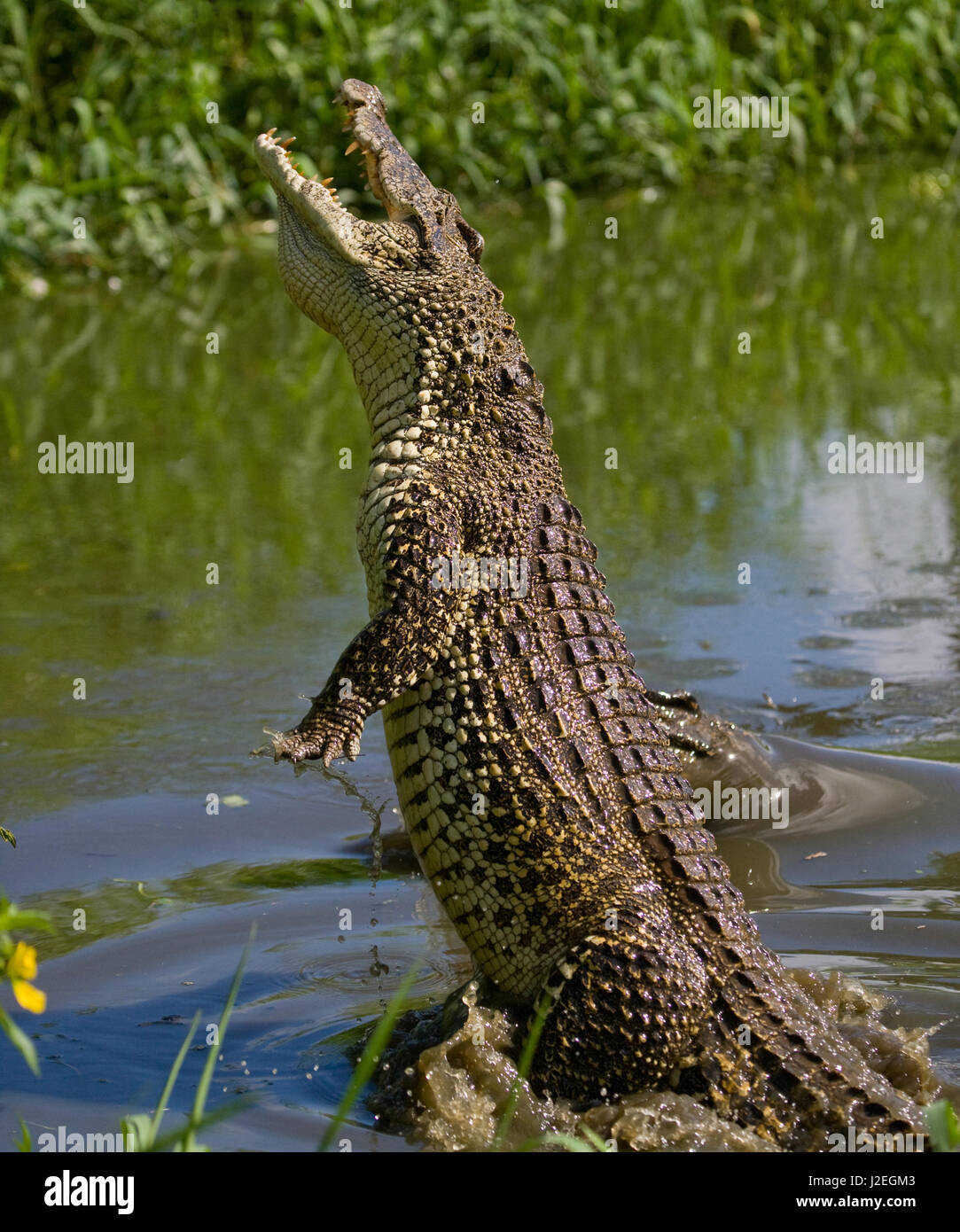 Le crocodile de Cuba saute hors de l'eau. Une rare photo. Cuba. Une excellente illustration. L'angle inhabituel. Banque D'Images
