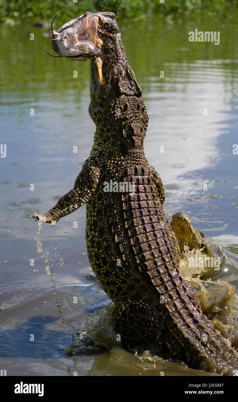 Le crocodile cubain saute de l'eau. Une photographie rare. Cuba. Angle inhabituel. Banque D'Images