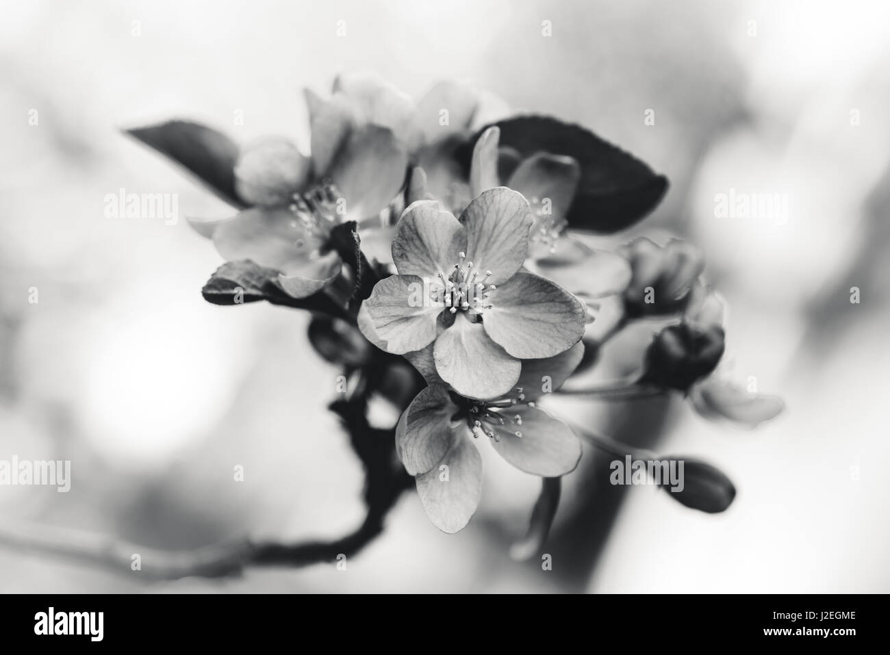 Image en noir et blanc de fleurs en fleurs. Banque D'Images