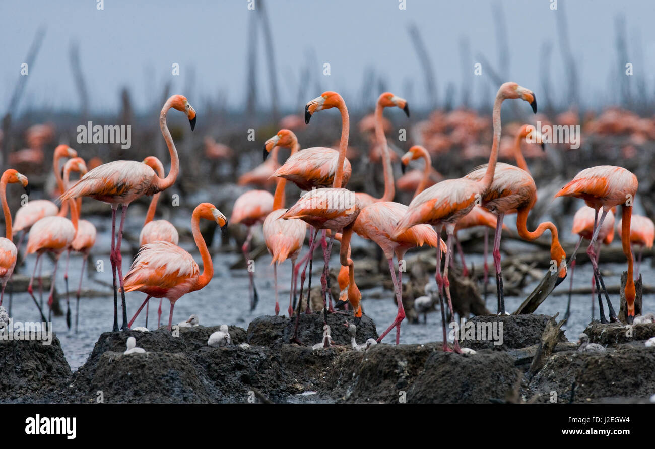 La colonie de la Caraïbes Flamingo. Cuba. Réserve Rio Maxima. Banque D'Images