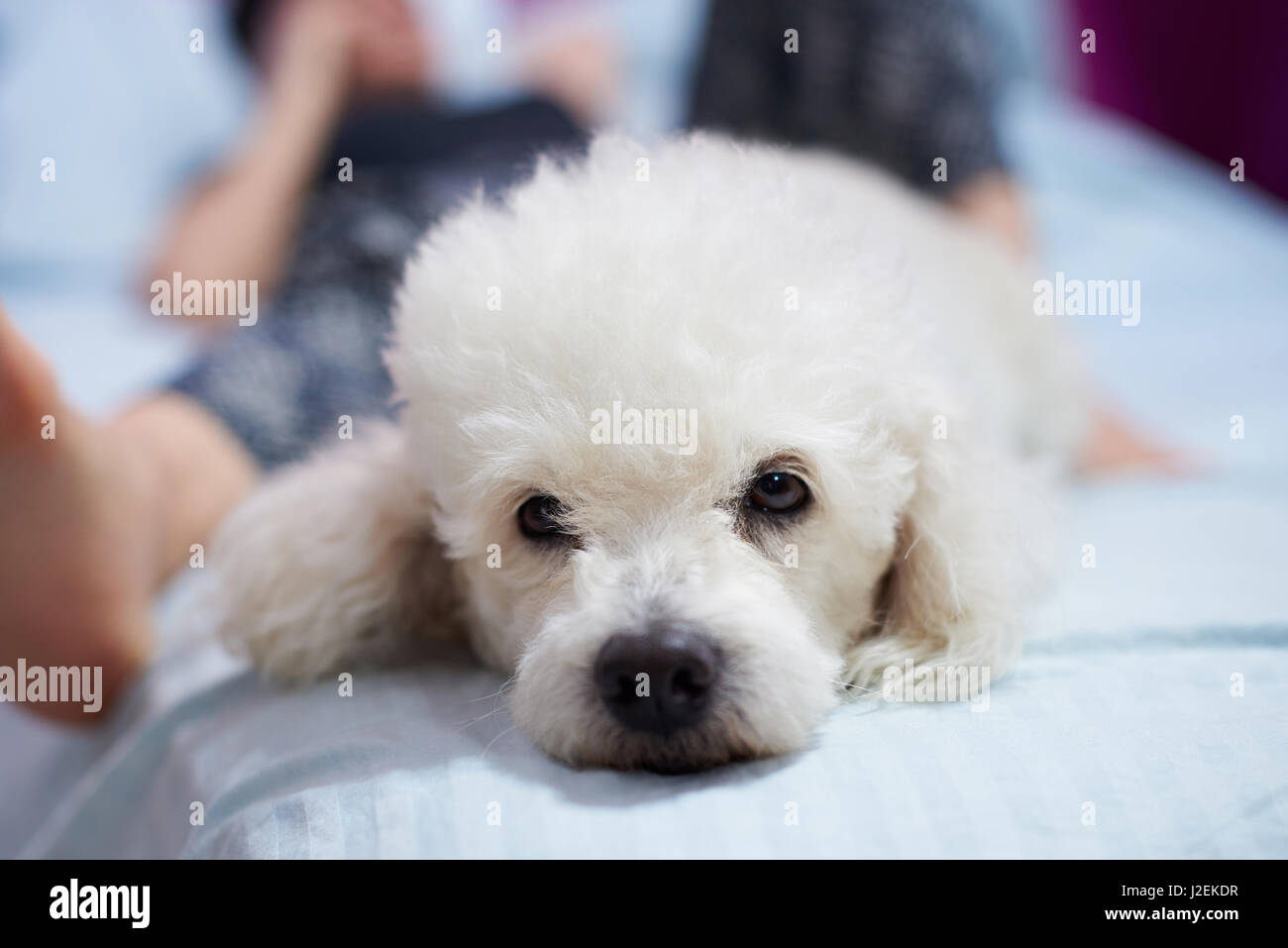 Chien caniche blanc signifie jeter avec femme de chambre bleu Banque D'Images