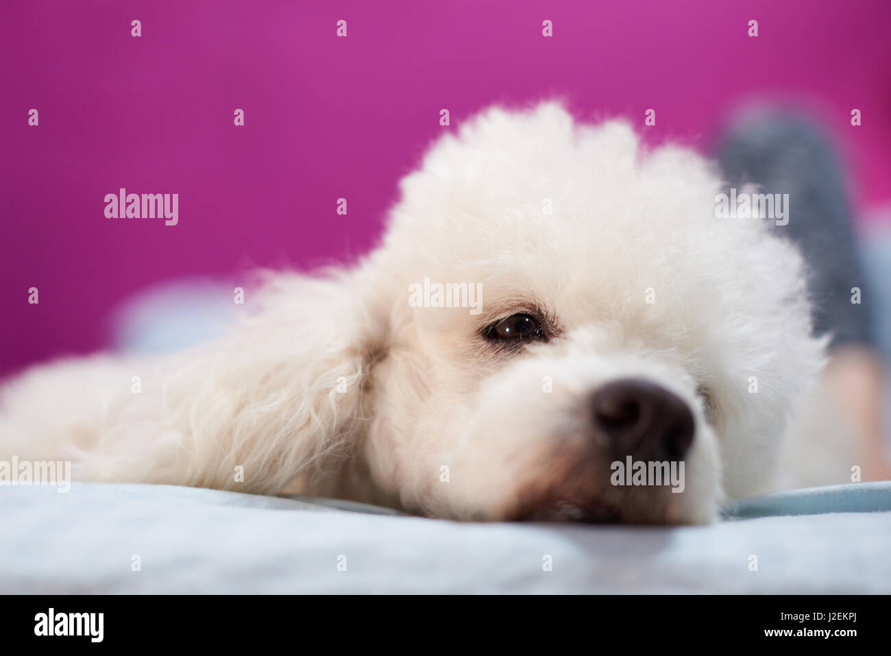 Chien caniche blanc poser sur lit. Tête de chien caniche blanc dans la chambre Banque D'Images