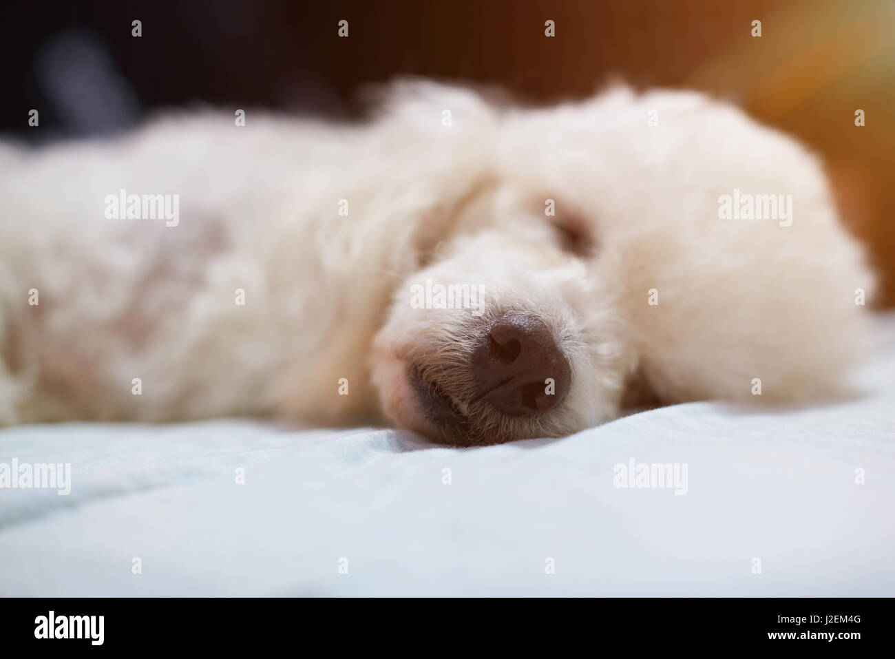 Close-up of sleeping dog brown nose. Couchage chien caniche blanc Banque D'Images