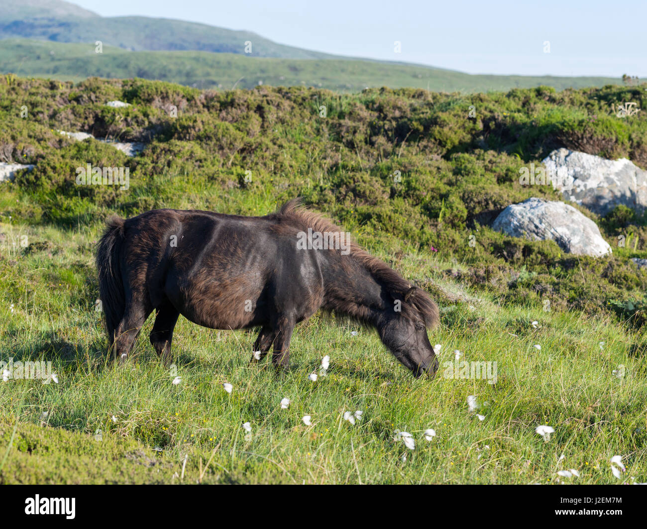 Eriskay Pony. Une race de poney appelé après l'île d'Eriskay dans les Hébrides extérieures. L'Écosse en juin (grand format formats disponibles) Banque D'Images