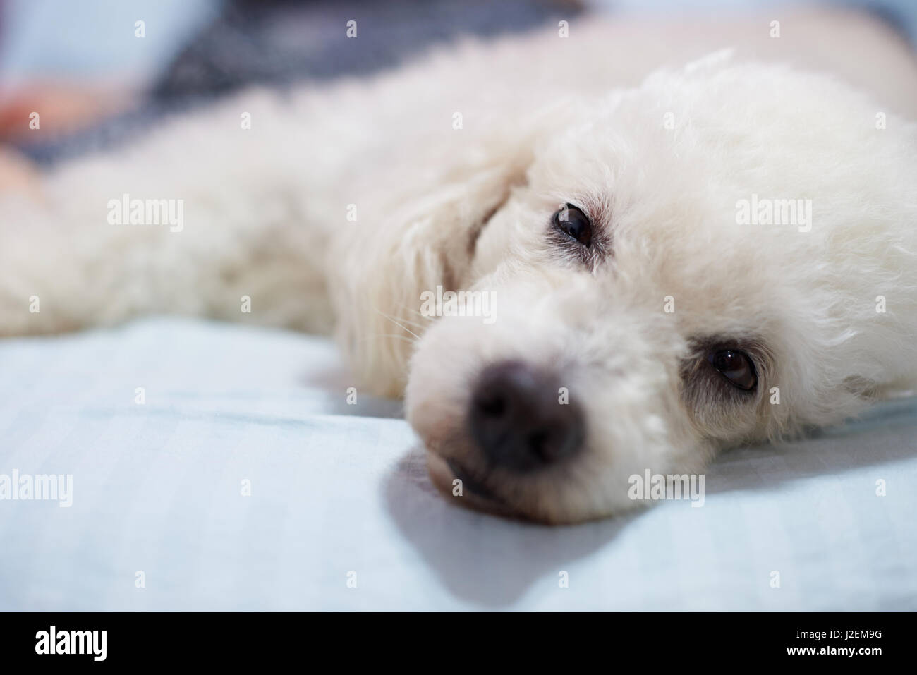 Lazy Dog caniche blanc poser sur lit de près. Détendez-vous face de chien caniche blanc Banque D'Images