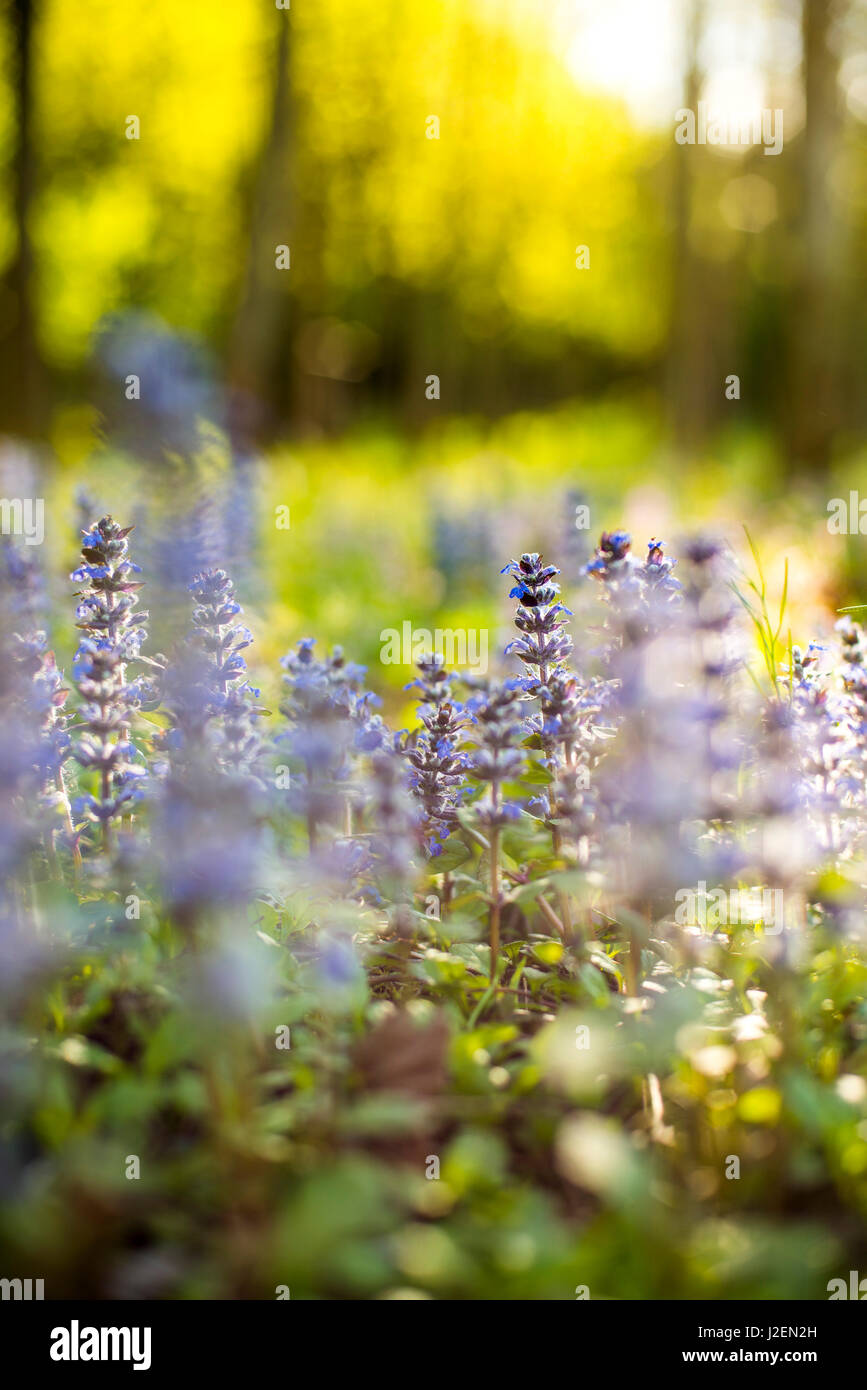 Domaine de fleurs sauvages, Chiusa, San Michele, Italie Banque D'Images