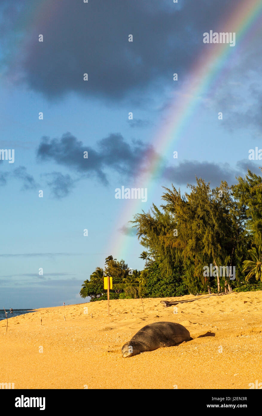 Le phoque moine hawaiien repose sur North Shore Beach sur l'île de Kauai, avec double arc-en-ciel et des Tunnels Beach à distance Banque D'Images