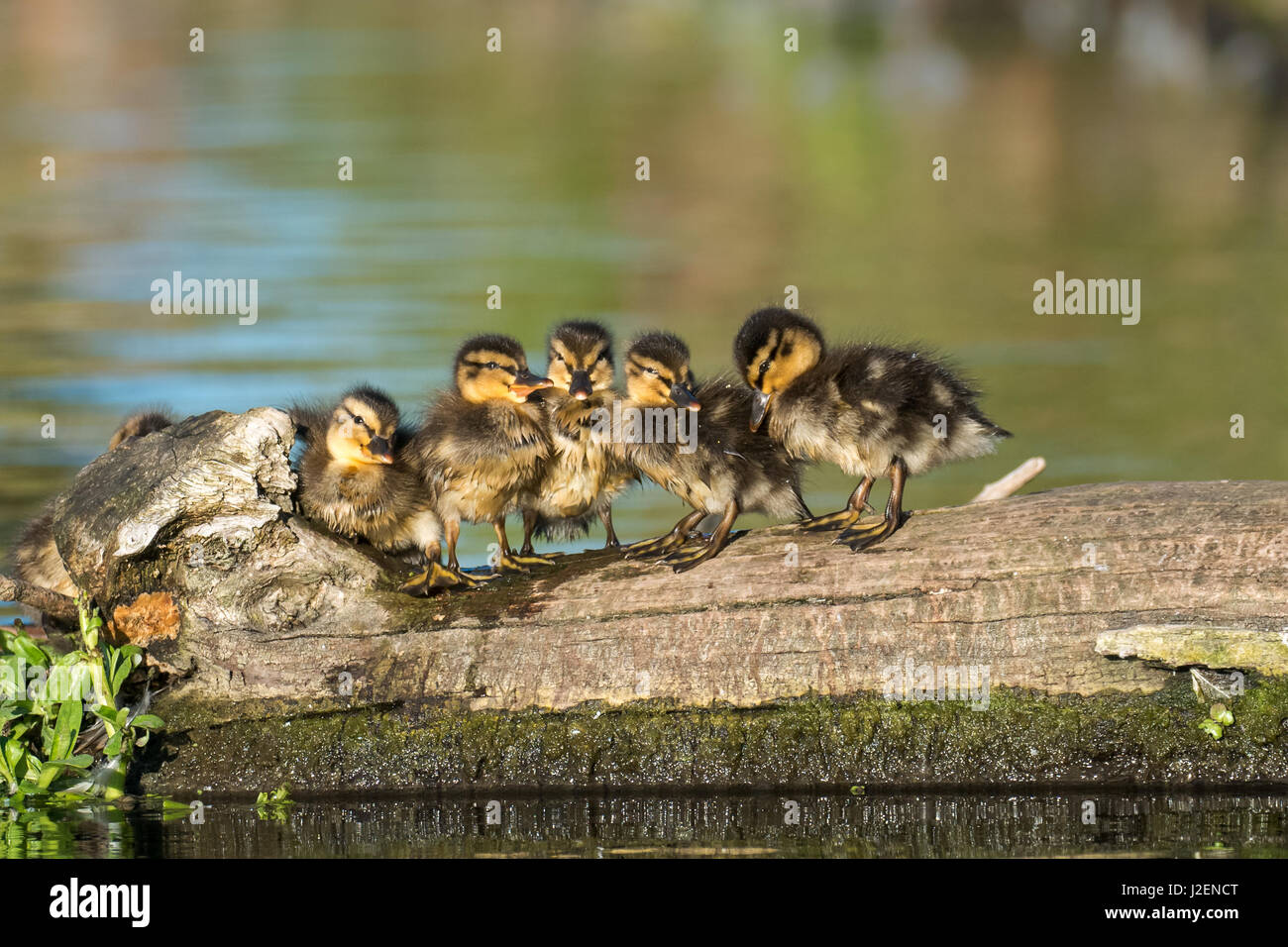 Des canetons de canards colverts (Anas platyrhynchos) famille alignés sur un journal en lumière dorée Banque D'Images