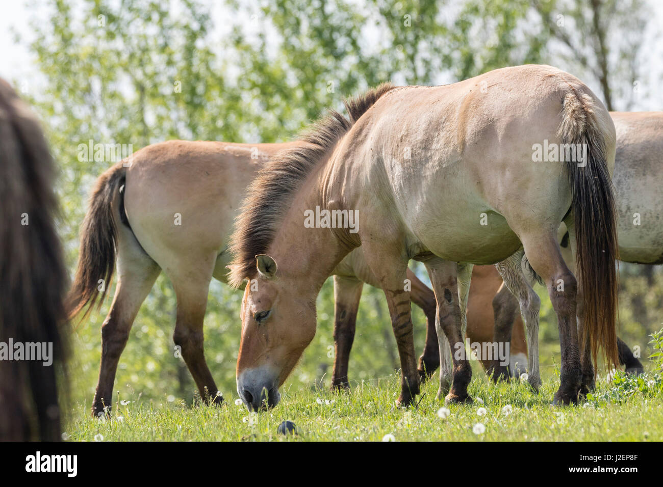 Przewalskis ou chevaux Takhi (Equus ferus przewalskii) paître dans un champ dans le centre de la faune du parc national d'Hortobagy. Pentezug Puszta. Hongrie Banque D'Images