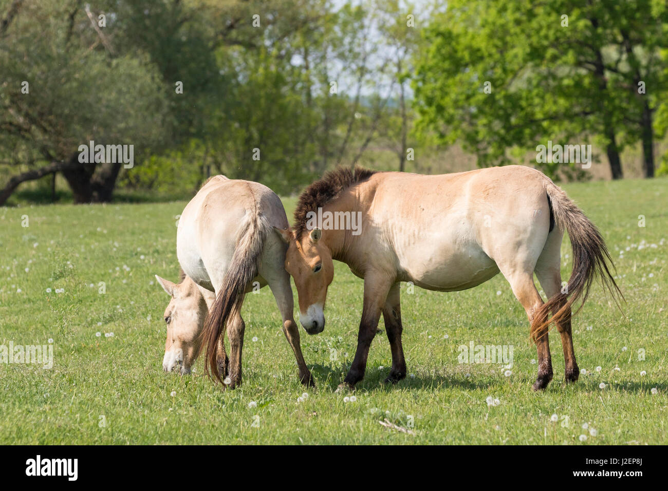 Przewalskis ou chevaux Takhi (Equus ferus przewalskii) paître dans un champ dans le centre de la faune du parc national d'Hortobagy. Pentezug Puszta. Hongrie Banque D'Images