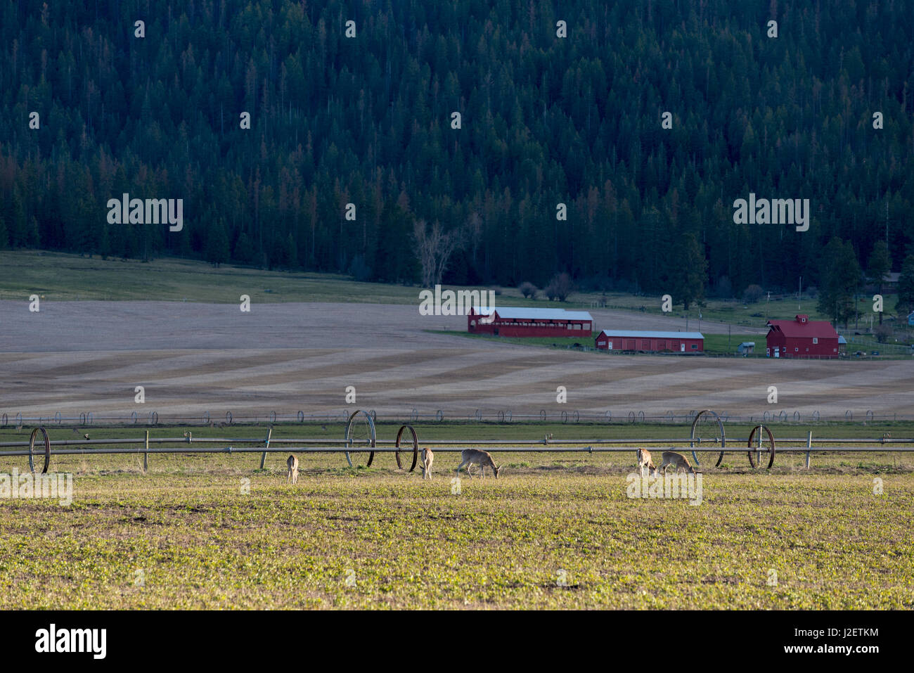 Le pâturage de cerfs sur un champ agricole en Oregon's Wallowa Valley. Banque D'Images