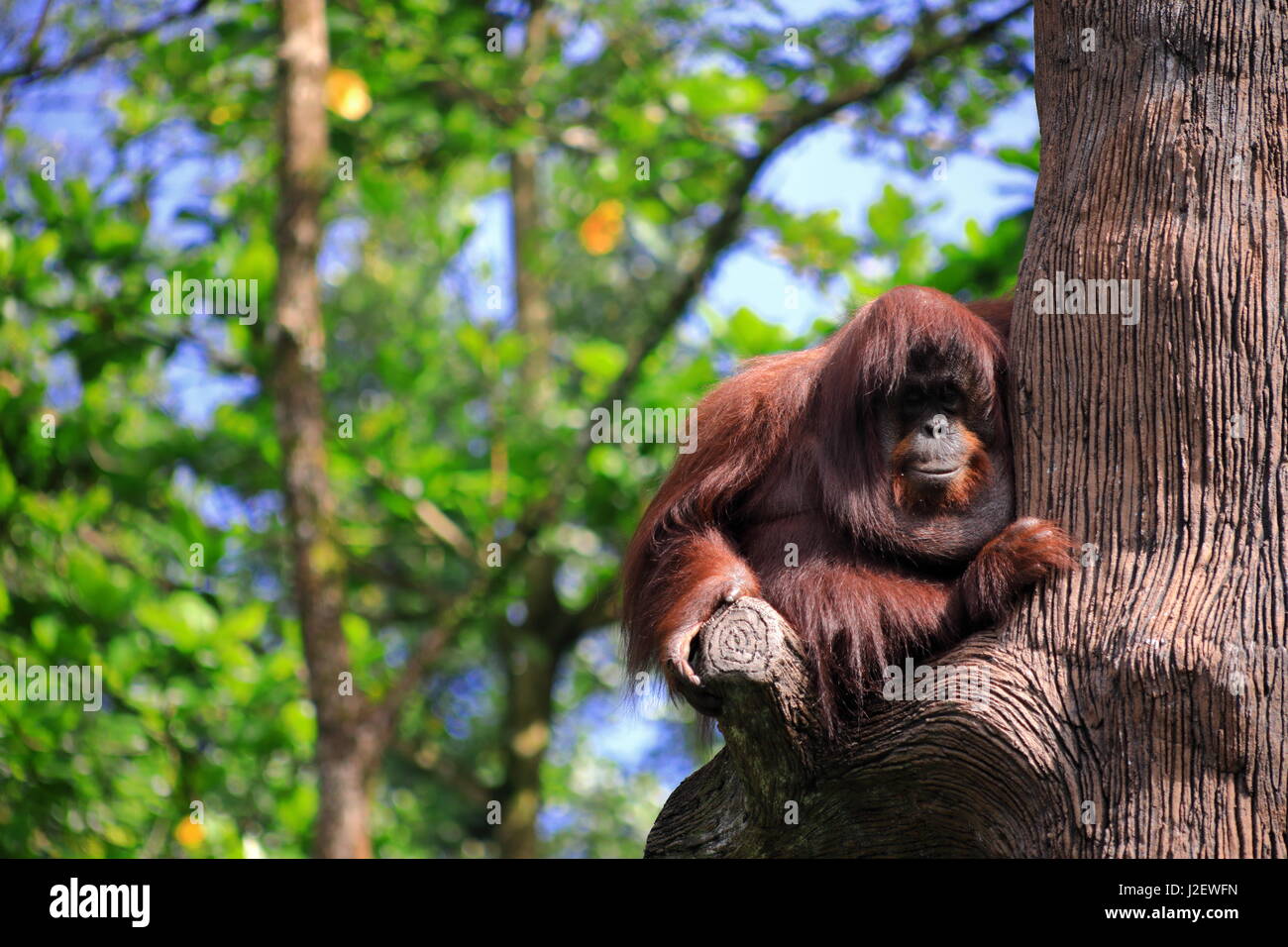 Un vieux singe suspendu à un arbre dans le jardin botanique Banque D'Images