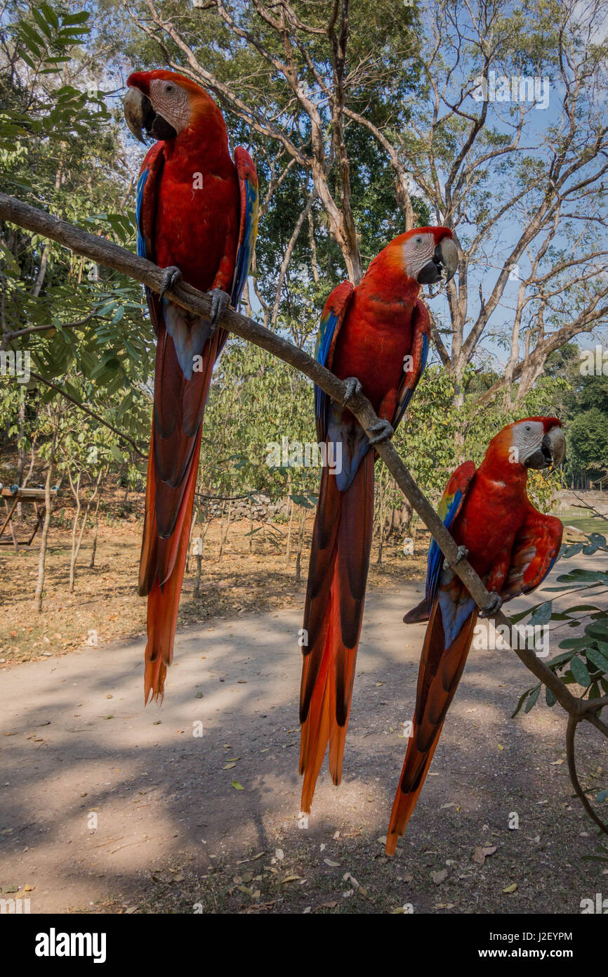 L'ara rouge est l'oiseau national du Honduras, et peut être vu dans toute l'Amérique du Sud. Il y a beaucoup d'entre eux d'être vu à Copán Ruinas. Banque D'Images
