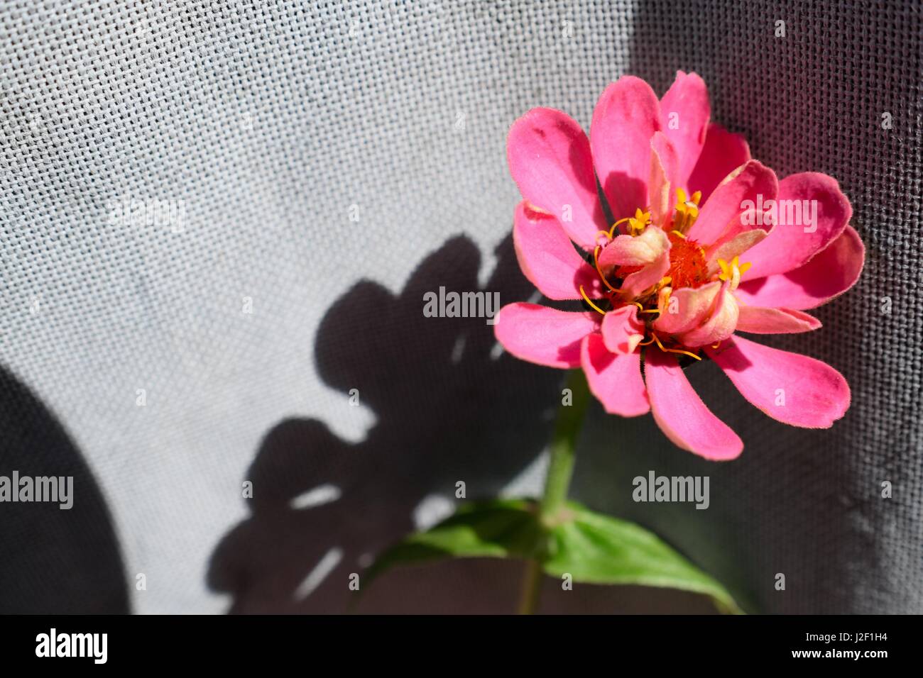 Belle fleur rose s'allumer par le soleil de l'été de l'ONU. Banque D'Images