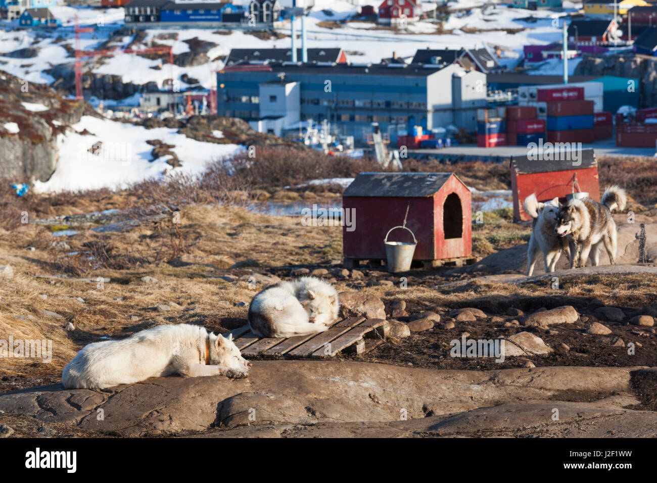 Le Groenland, baie de Disko, Ilulissat, Groenland, les chiens de traîneau Canis lupis familiaris Banque D'Images