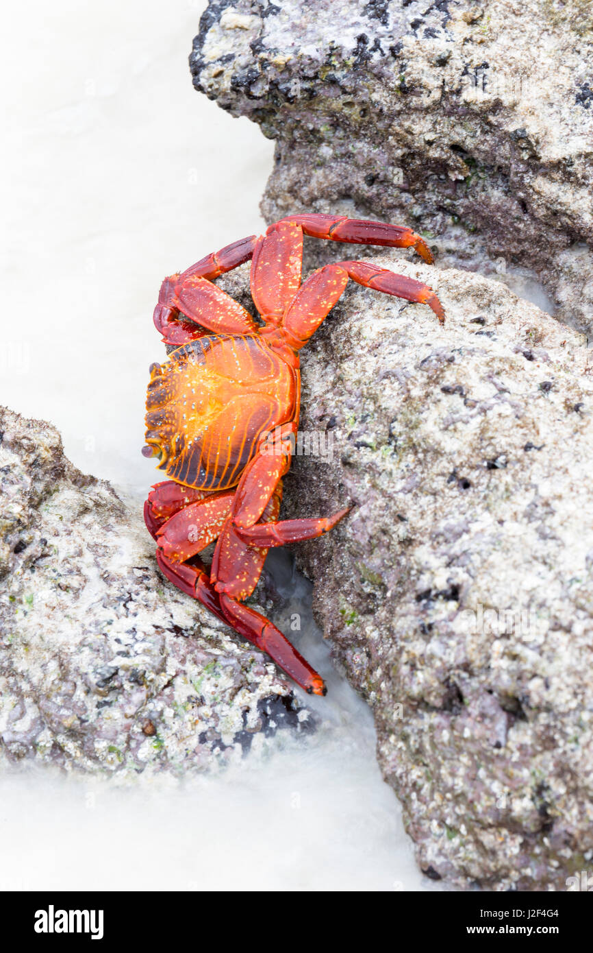 L'Équateur, Îles Galápagos, San Cristobal, Cerro Brujo, Sally Lightfoot crab (Grapsus grapsus) sur les rochers. Banque D'Images