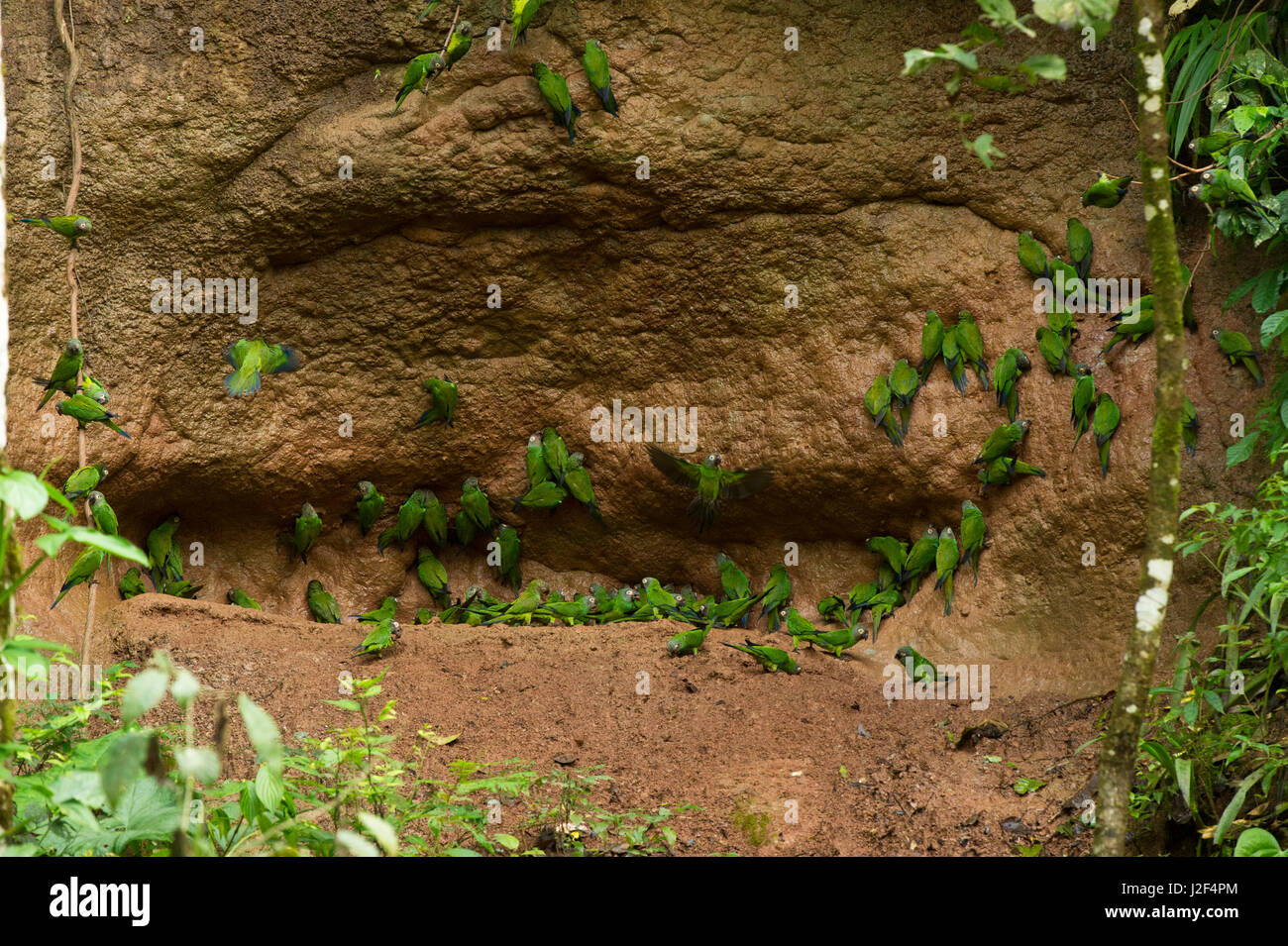 Perruche à tête sombre (Aratinga weddellii) à claylick, le Parc National Yasuní, forêt amazonienne, en Equateur. L'Amérique du Sud Banque D'Images