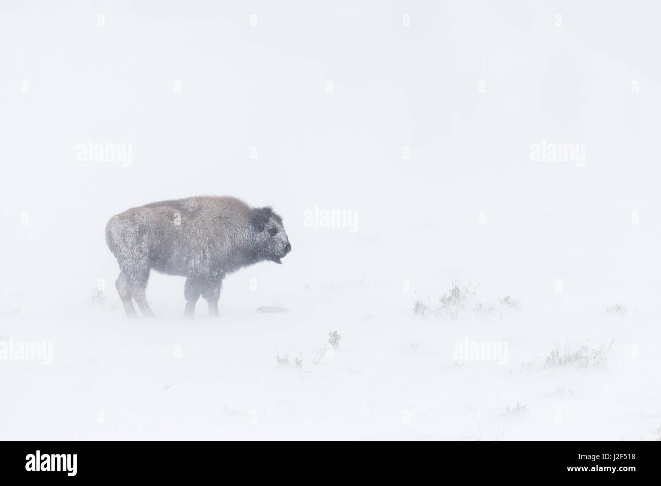 Bison d'Amérique / Amerikanischer ( Bison bison bison ) dans des conditions hivernales difficiles, dans un blizzard, grande ouverte sur les terres, le Parc National de Yellowstone Banque D'Images