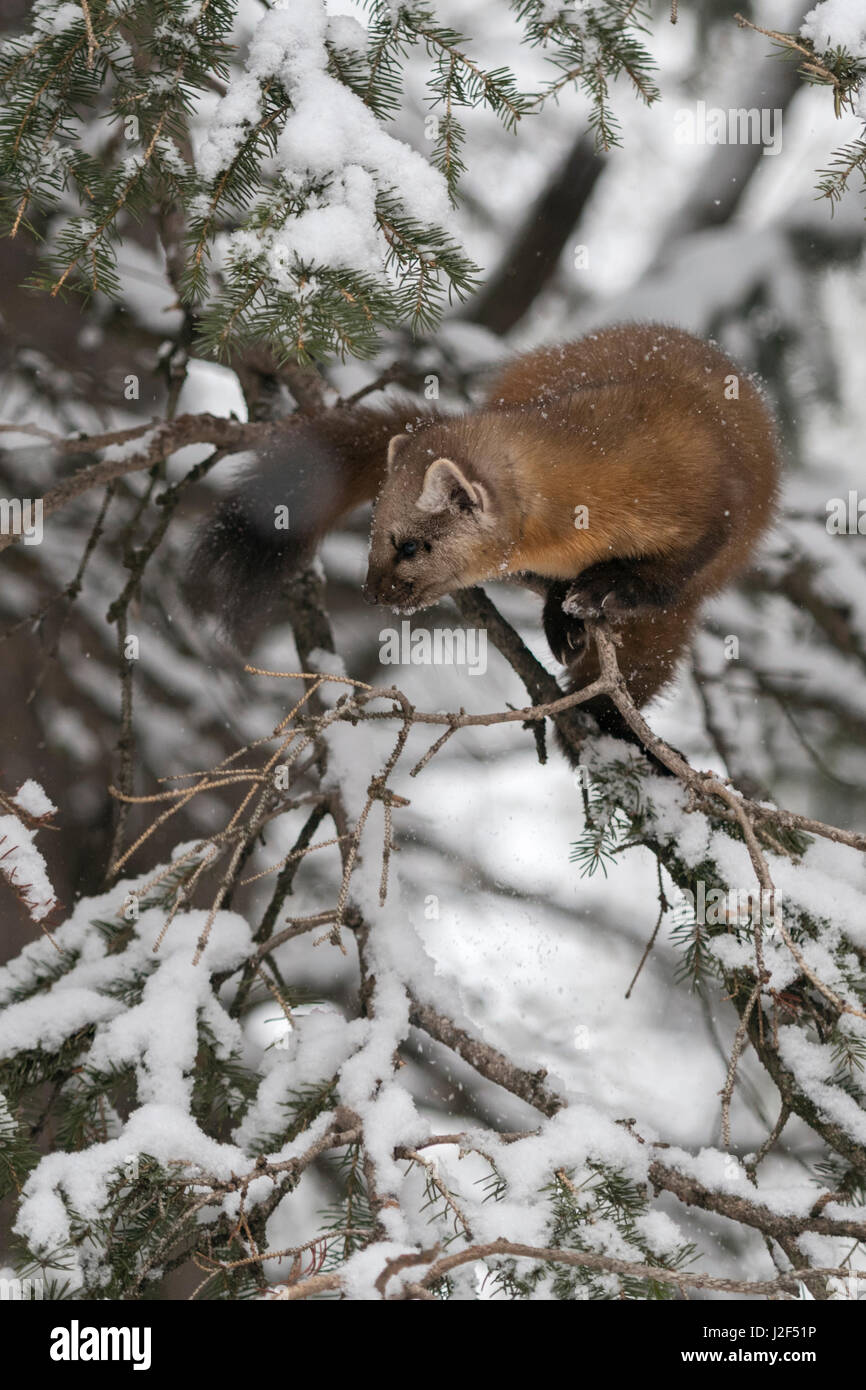 La martre d'Amérique / Baummarder / Fichtenmarder ( Martes americana ), assis dans un arbre de Conifères couverts de neige, Yellowstone NP, USA. Banque D'Images