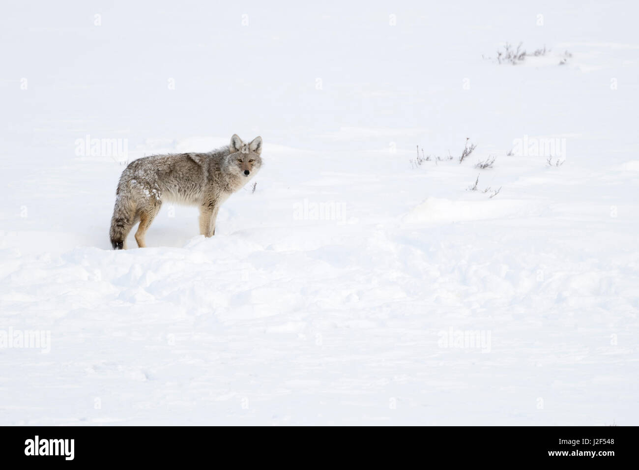 Coyote / Kojote ( Canis latrans ), animal adulte, en hiver, la neige, haute sur la distance, en regardant attentivement, Montana, USA. Banque D'Images