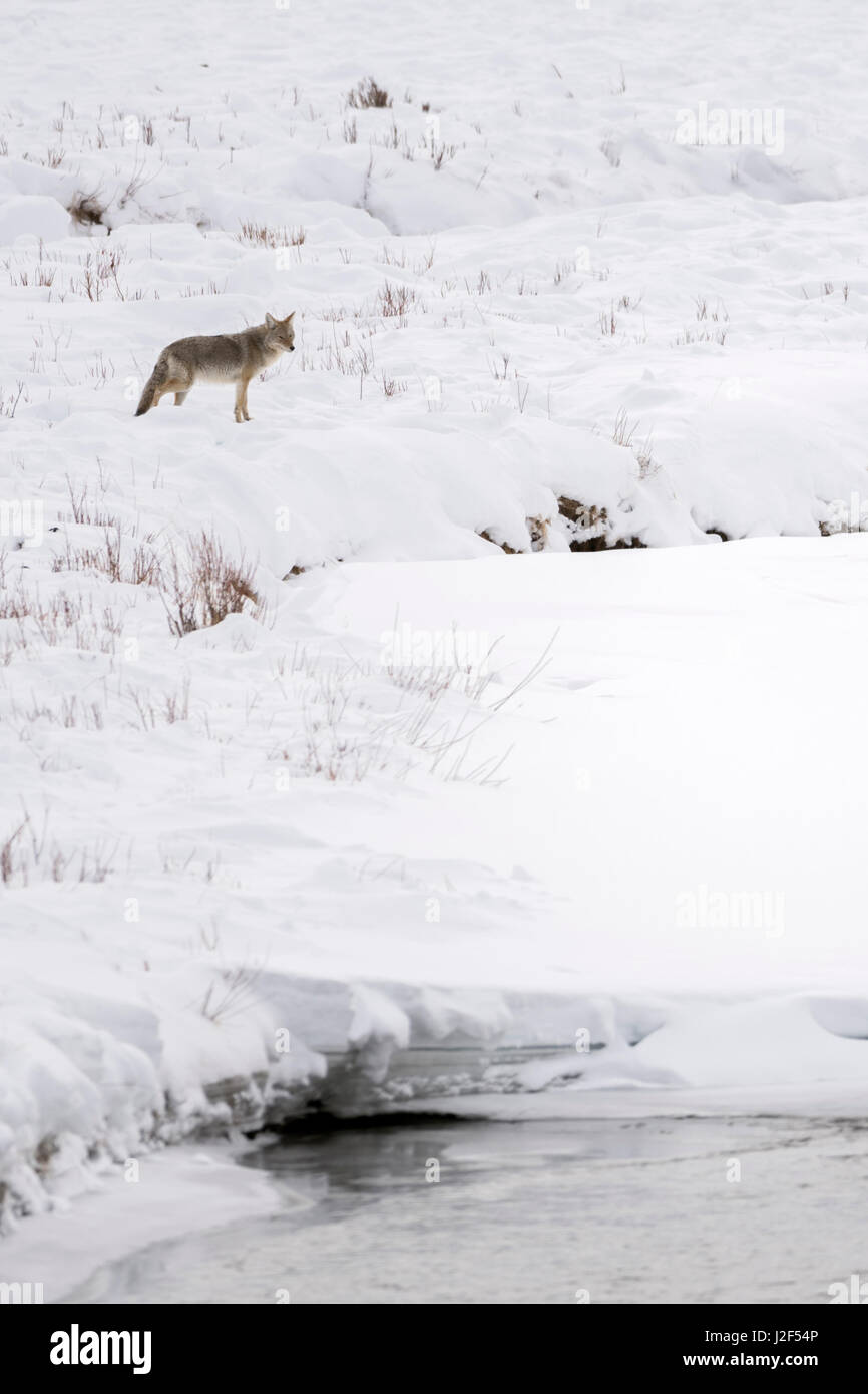 Coyote / Kojote ( Canis latrans ), en hiver, la neige, haute sur la distance, veillant sur une rivière, fleuve, Yellowstone NP, USA. Banque D'Images