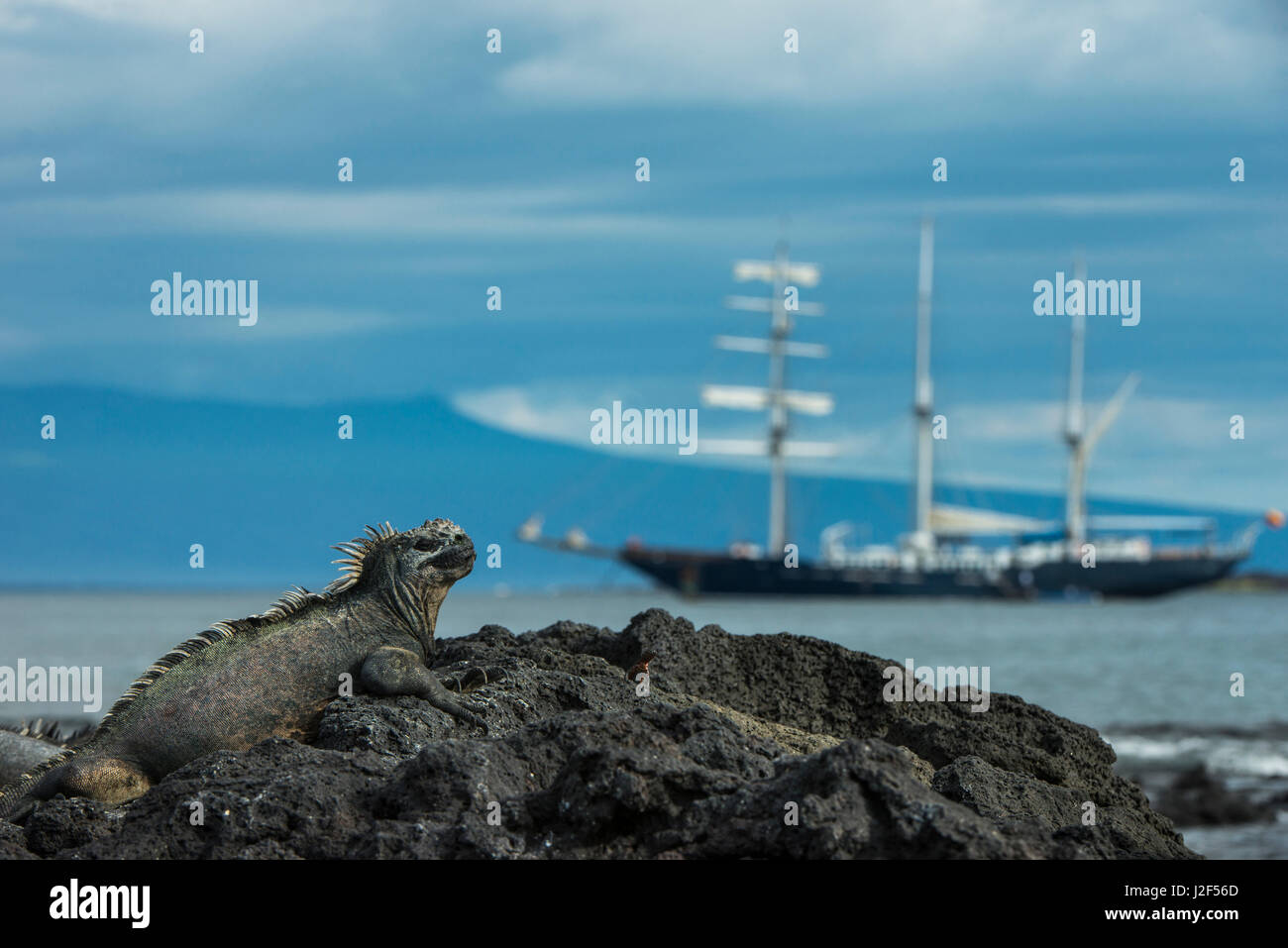 Iguane marin (Amblyrhynchus cristatus) et le yacht Mary Anne, l'île de Fernandina, îles Galapagos, en Équateur. Banque D'Images