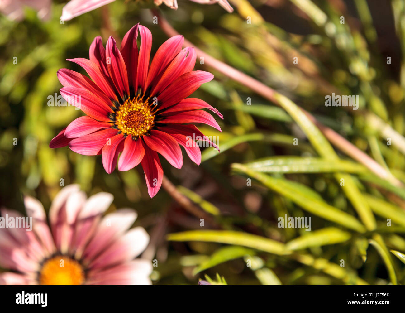 L'Afrique de rose, daisy Osteospermum ecklonis, fleurit en un jardin botanique en été sur un fond de feuilles vertes Banque D'Images L'Afrique de rose, daisy Osteospermum ecklonis, fleurit en un jardin botanique en été sur un fond de feuilles vertes Banque D'Images