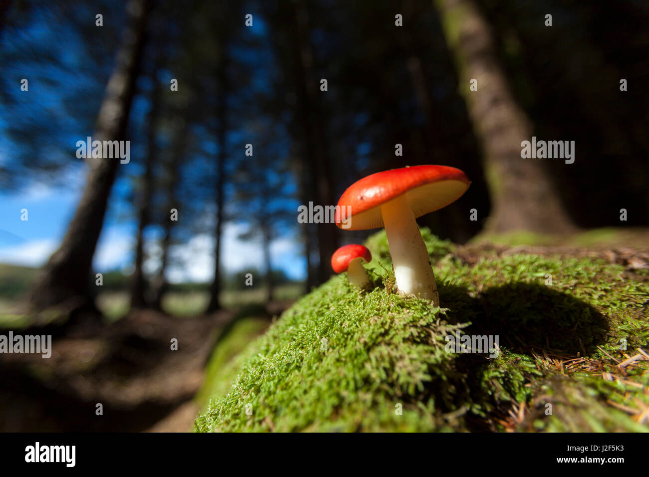 Vomissements russula dans une petite forêt de sapins au pied de la montagnes Cuillin noires Banque D'Images