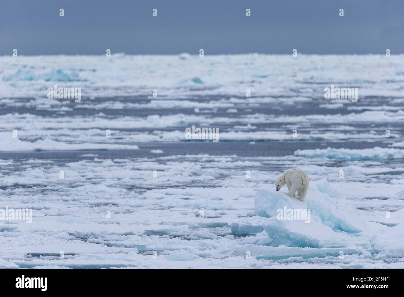 Ours polaire dans la région de pôle nord sur la glace flottante. Banque D'Images