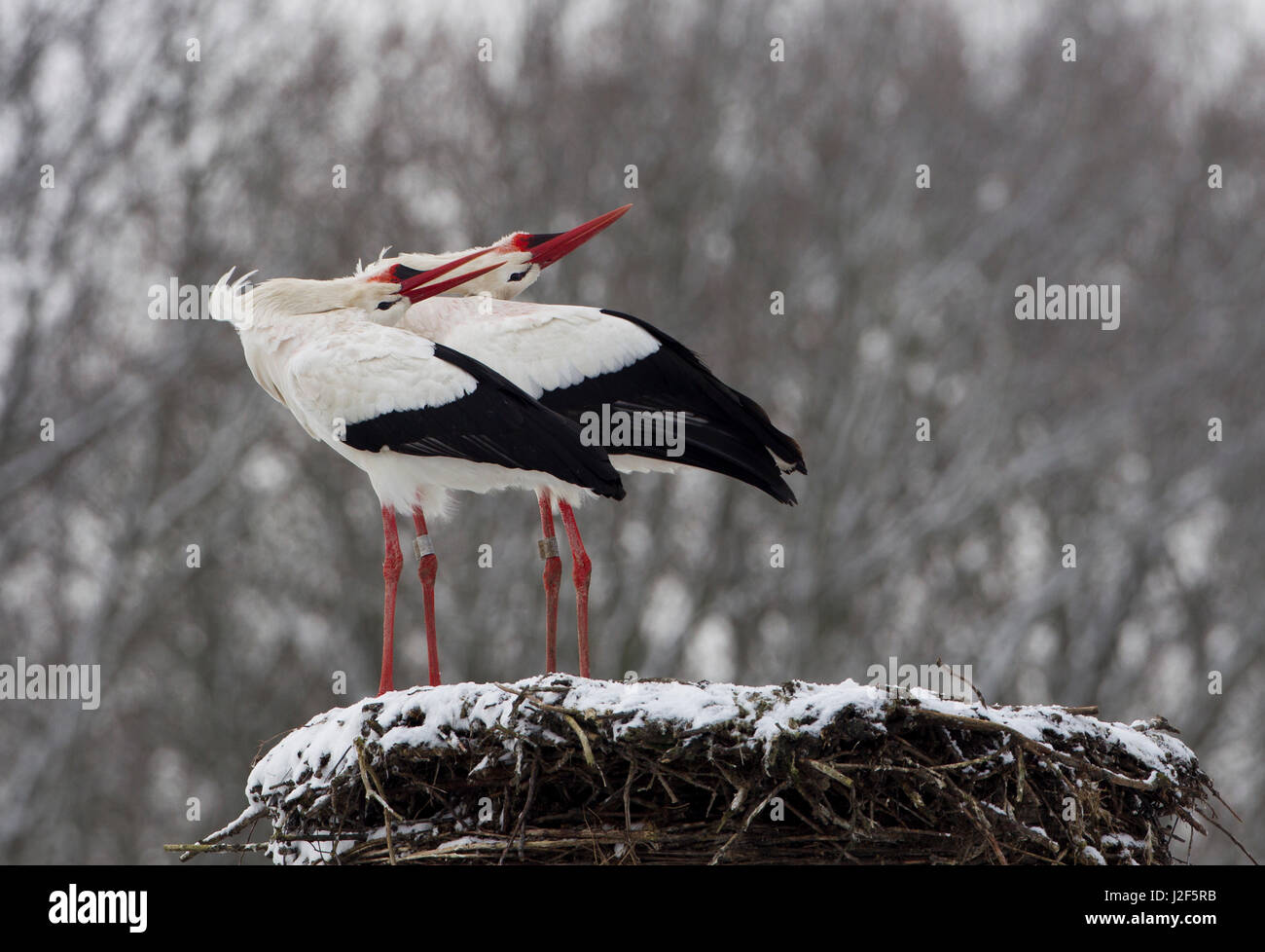 Cigognes blanches (Ciconia ciconia) Bill-claquant sur un nid recouvert de neige Banque D'Images