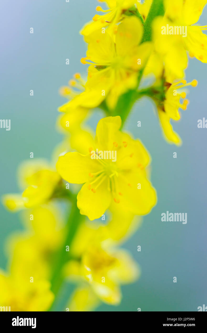 Aigremoine (Agrimonia eupatoria) Banque D'Images