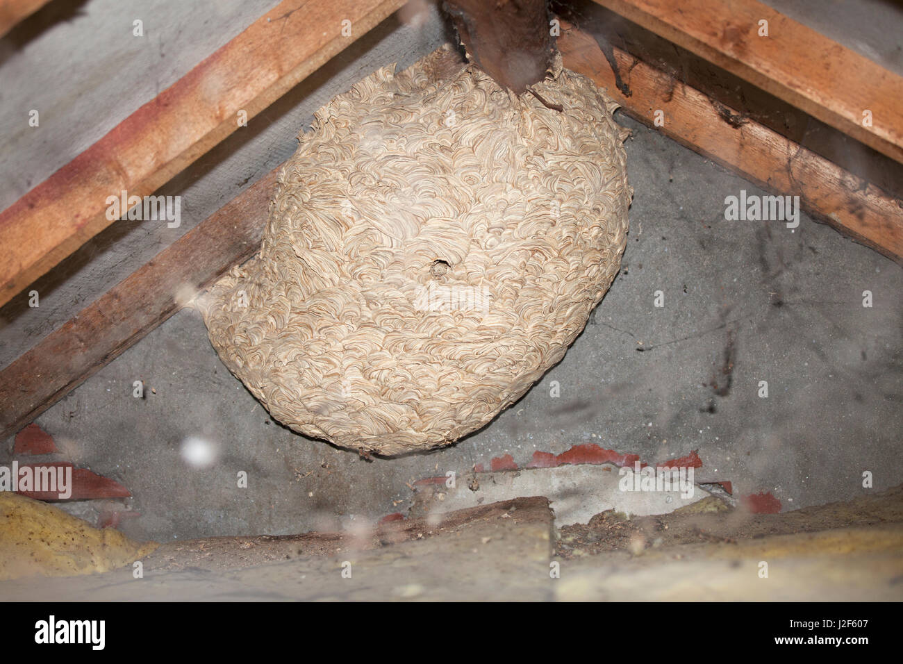 D'énormes nids de guêpes dans une maison Banque D'Images