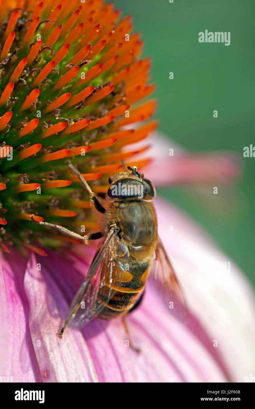 Drone fly on flower Banque D'Images