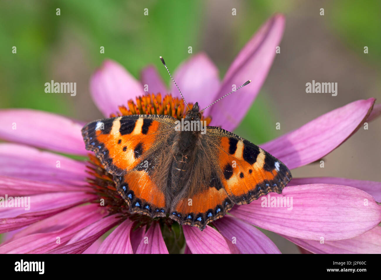 Petite écaille sur fleur pourpre Banque D'Images