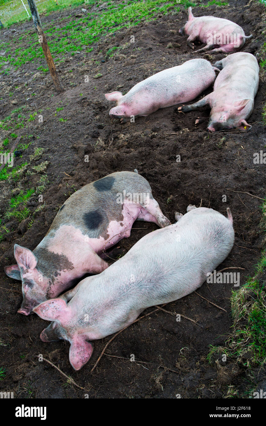 Les porcs freerange sleeping Banque D'Images