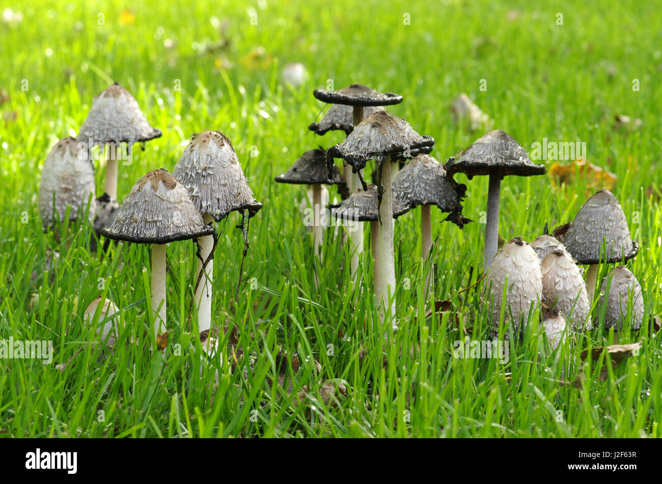 Groupe de Coprinus comatus (crinière hirsute) dans un champ Banque D'Images