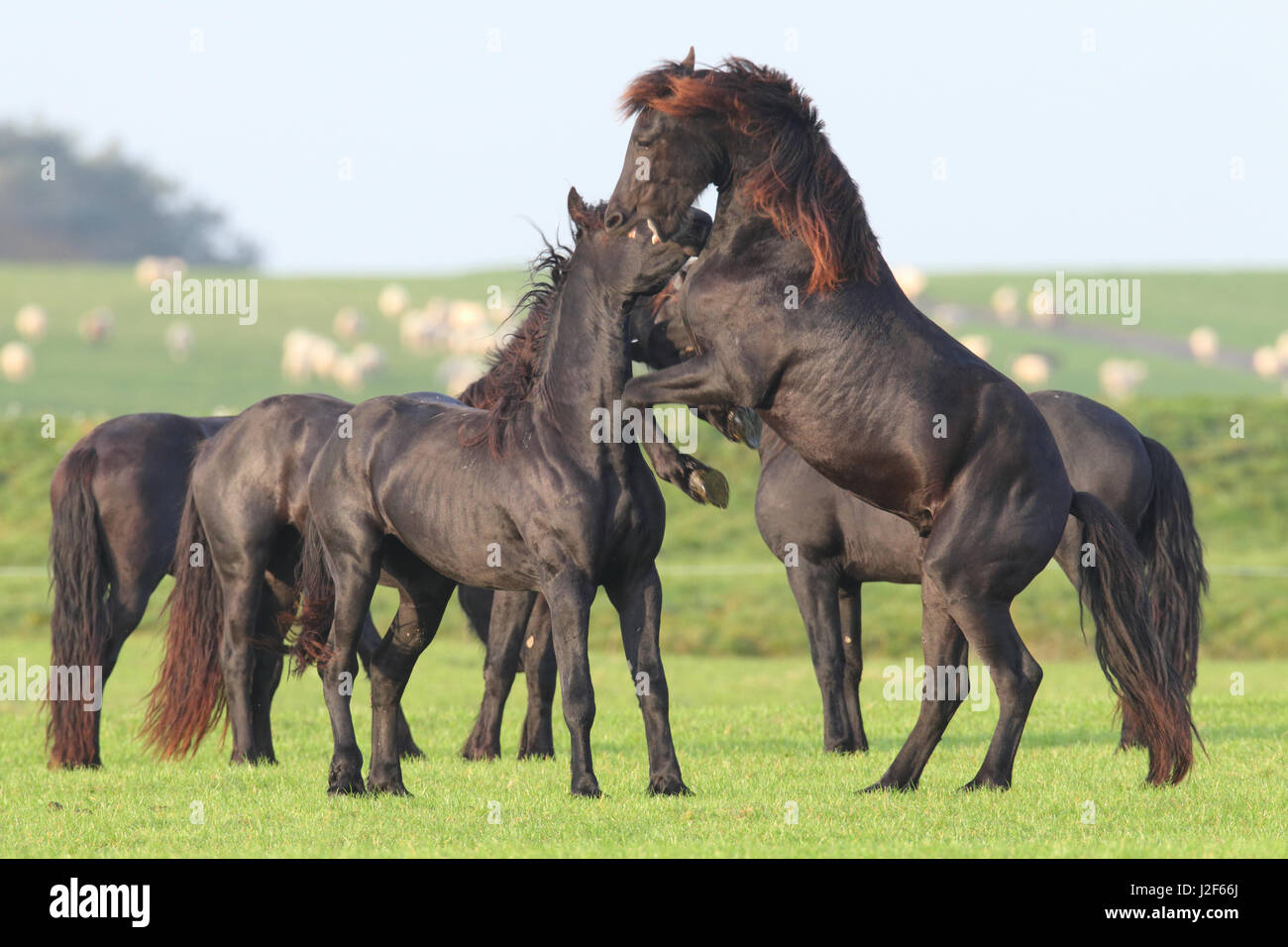 Les chevaux frisons (Equus ferus caballus) Banque D'Images
