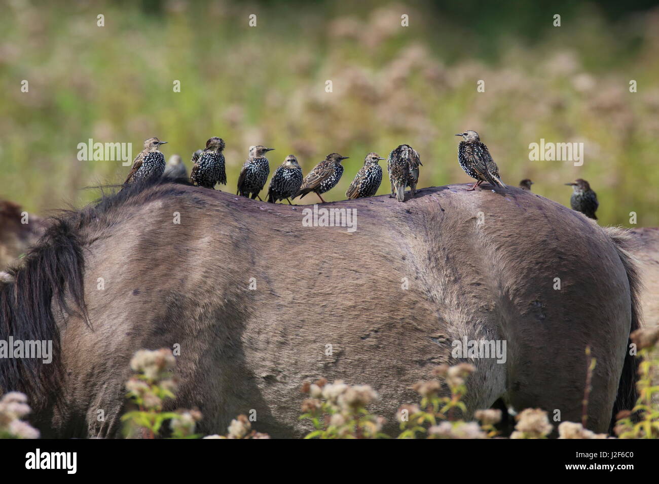 Groupe d'Étourneaux sansonnets (Sturnus vulgaris) sur le dos d'un cheval Banque D'Images