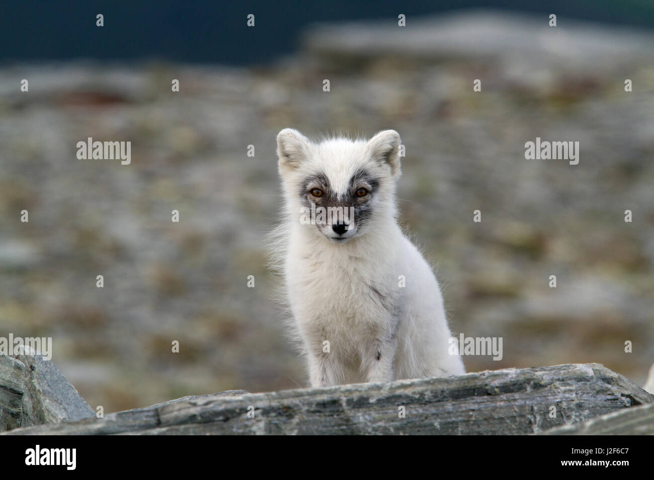 Le renard arctique (Vulpes lagopus) Banque D'Images