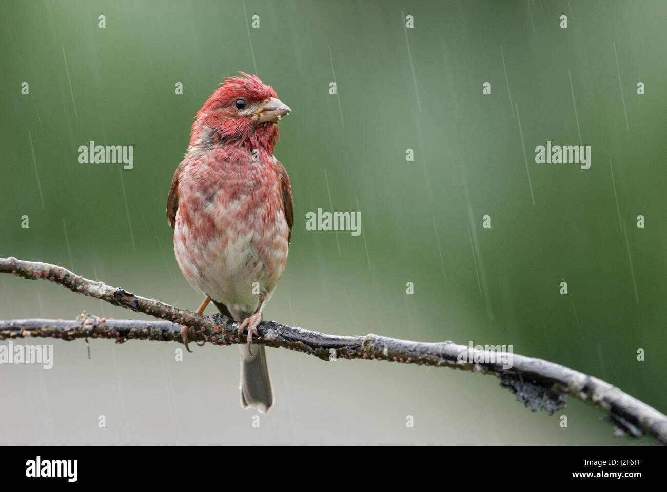 Un mâle Roselin pourpré (Carpodacus purpereus) assis sur une branche dans la pluie. Banque D'Images