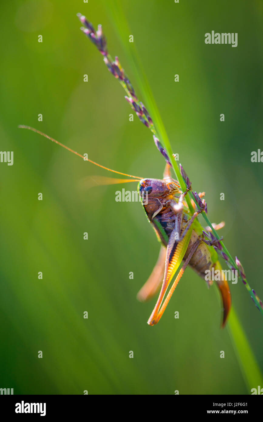 Bog Cricket Bush Banque D'Images