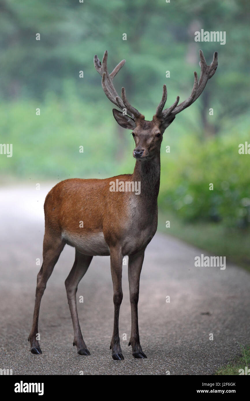 Les jeunes Red Deer (Cervus elaphus) stag debout au milieu de la route Banque D'Images