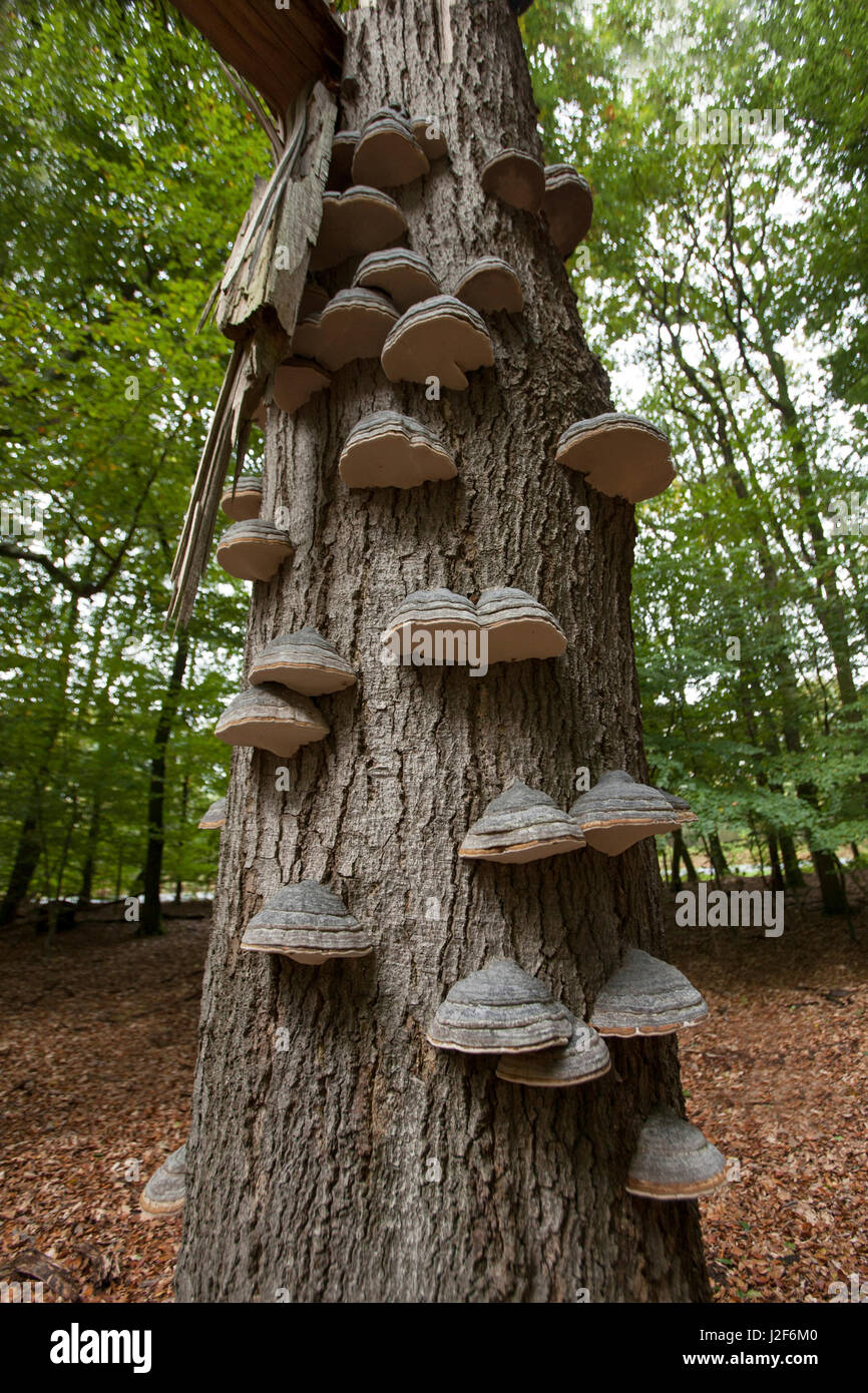 Groupe d'hoof champignon sur un arbre de chêne mort Banque D'Images