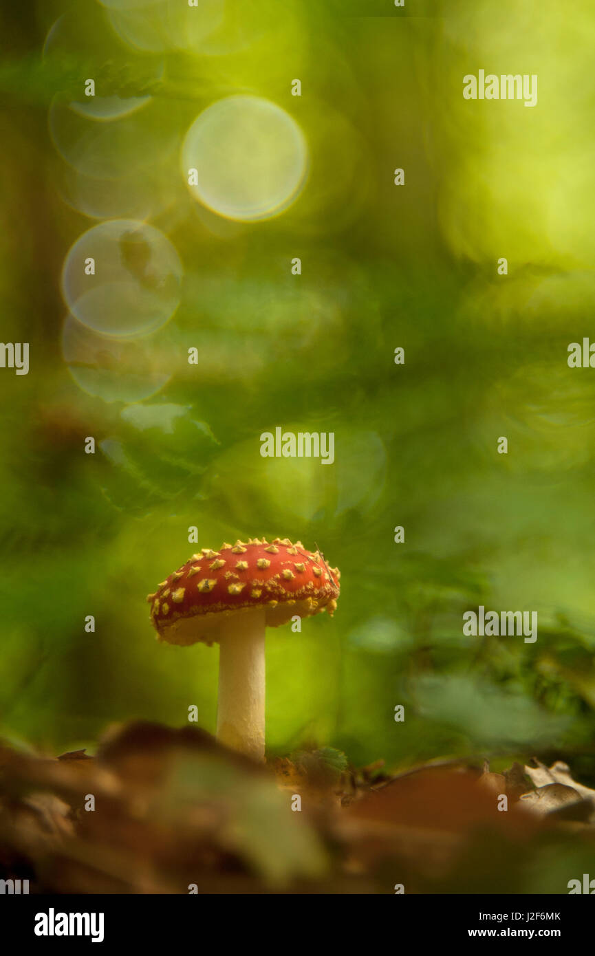 Agaric Fly (Amanita muscaria) Banque D'Images