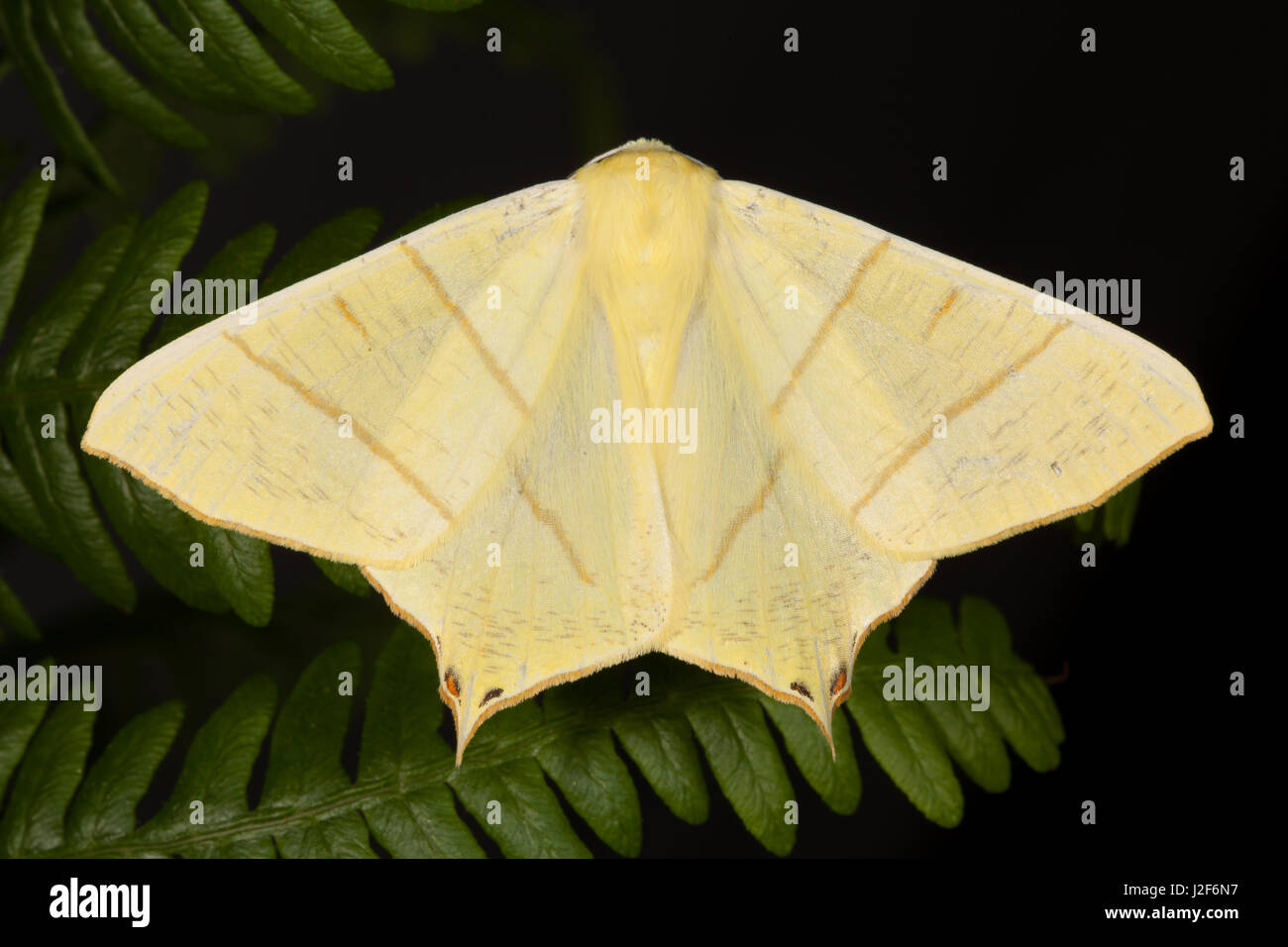 Papillon à queue ; Ourapteryx sambucanaria Banque D'Images