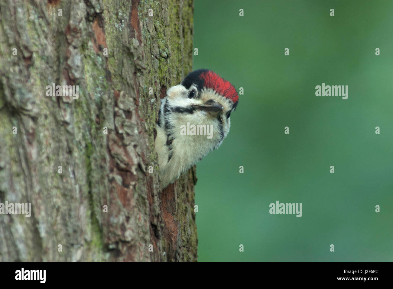 Pic mineur à l'extérieur Banque D'Images