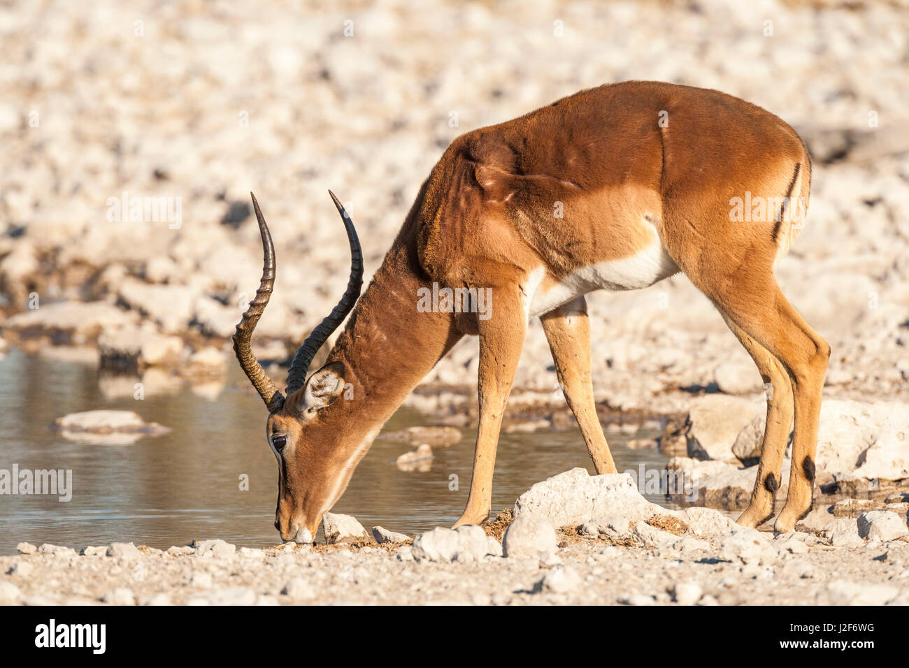 Impala mâle potable Banque D'Images